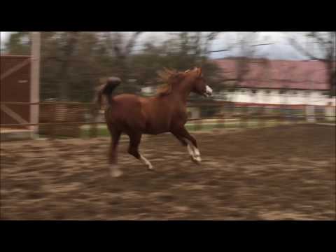 Expirien, 2012 (Eden C- Expiracja)