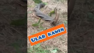 preview picture of video 'Viral kemunculan 2 Ekor Ular kingkobra di Lamie, Nagan Raya Aceh menghebohkan masyarakat banyak.'