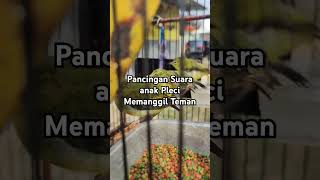 Download lagu Pancingan Suara Anak Pleci Memanggil Teman mp3
