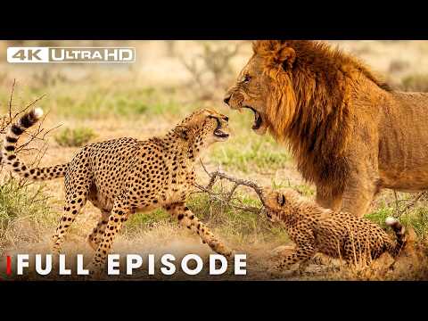 Survival of the Fittest (Full Episode) | Hostile Planet | Nature Animal Documentary