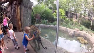 preview picture of video 'Malayan Tiger at the Cincinnati Zoo & Botanical Garden'