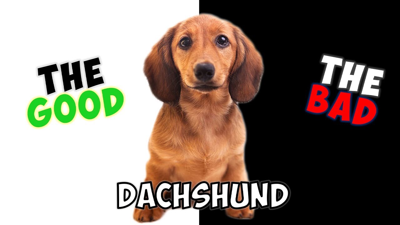 DACHSHUND - PROS & CONS