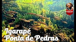 Film z natury - Ponta de pedras
