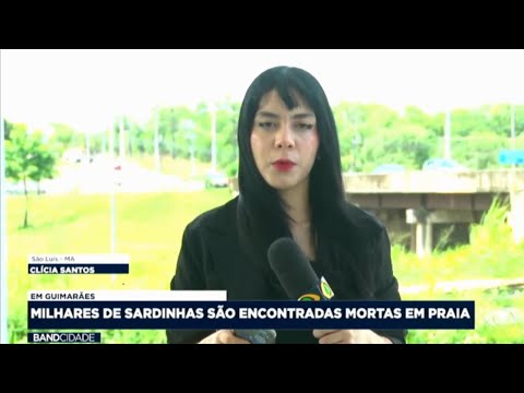 Em Guimarães MA: Milhares de Sardinhas são encontradas mortas em praia.