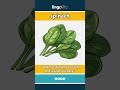 spinach - a green leafy vegetable tha... video thumbnail