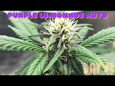 Indoor Organic Grow: Purple Lemonade Auto Update