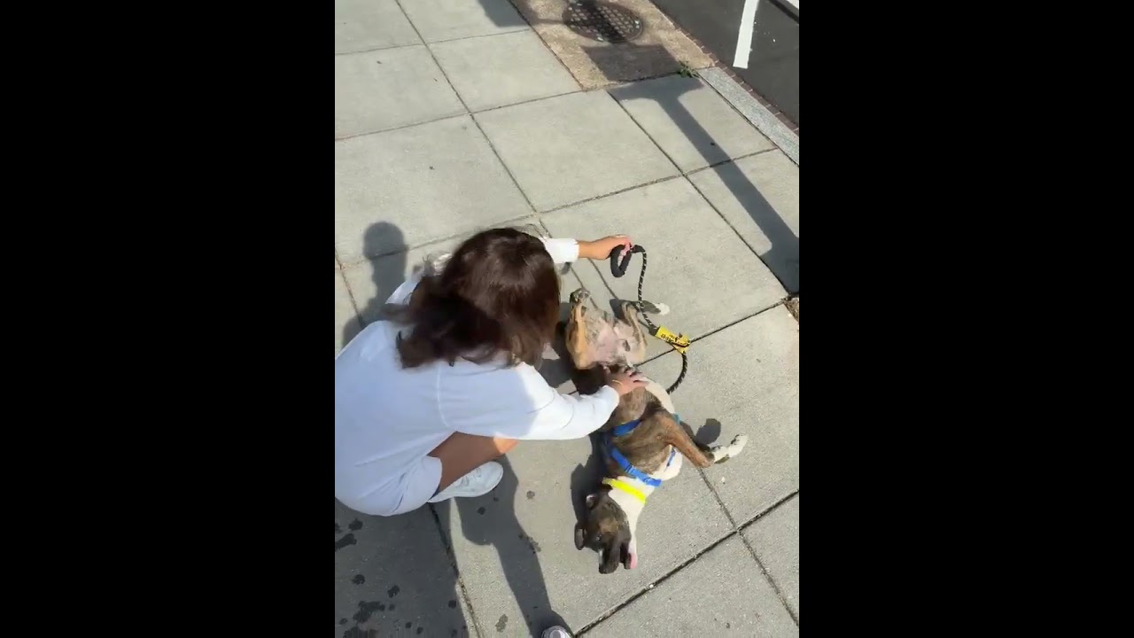Enlarge Peanut, a Adoptable mixed breed in Washington, DC video 6/6