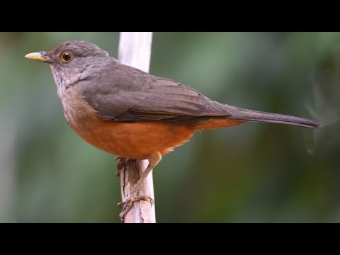 Drozd červenobruchý (Turdus rufiventris) — starostlivosť, voliéra a kŕmenie