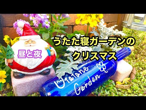 クリスマスにアマリリスを再び咲かせるにはどうすればよいですか?内に秘められた計り知れない美しさ  庭園