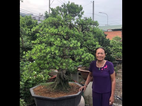 Vườn Kiểng An Quảng Báo Giá Một Số Cây Bonsai