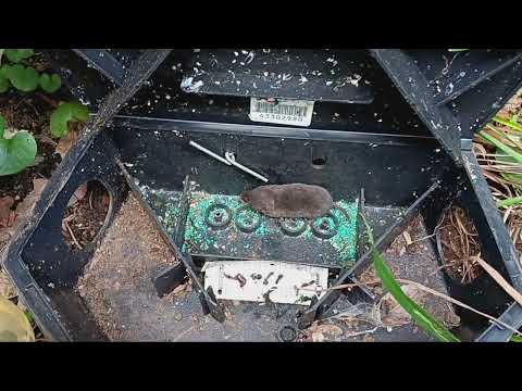 Vole Discovered Snacking on the Bait in Atlantic Highlands, NJ