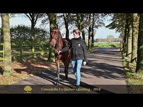 6. Cascoran (Cascadello I x Quiran)