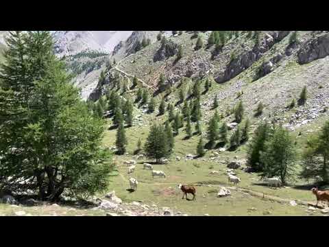 Mandria in alpeggio vallone costa denti alta #vallemaira #transumanza #pascolovagante