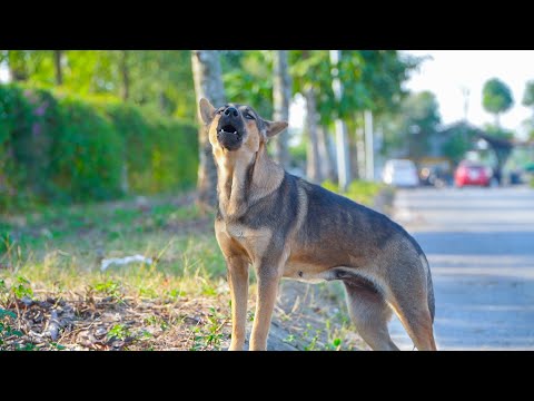 Tiếng chó sủa ấm và đều - phản ứng của chó khi gặp người lạ - chó sủa giận giữ