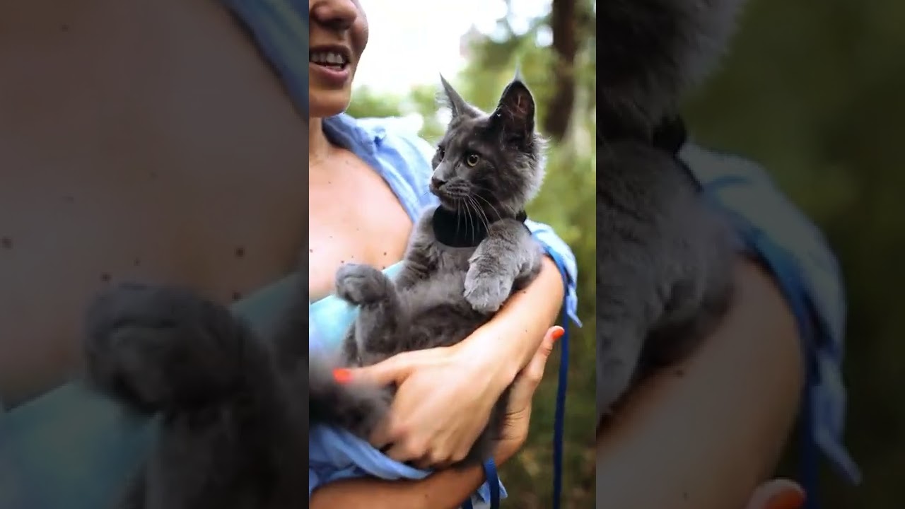 Watch video Cat Harness Australia Now Cat Harness Australia