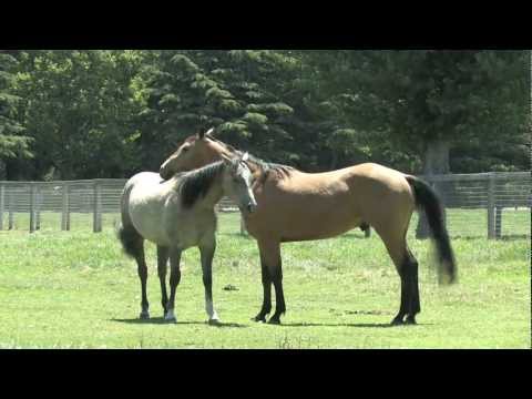 Monty Roberts Willing Partners™ Program Young Horses at Pasture 2011