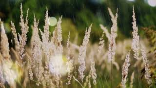 Sabrina Malheiros - Em Paz (Lyric Video)