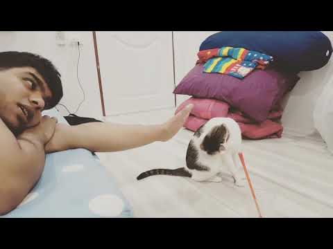 How to train your cat listen your command.? (funny vedio)