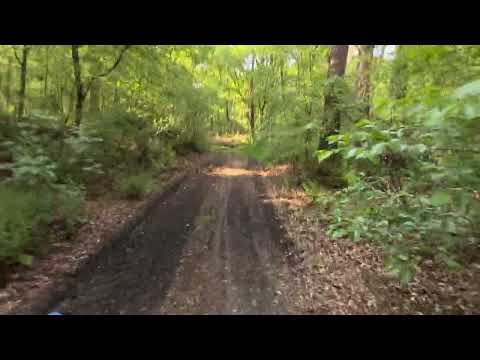 Rheine/ Wald am Kanal/  Grenze NRW / Niedersachsen