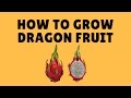 Dragon Fruit Tissue Culture From Epcot Disney World