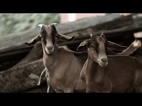 Vlg Rocki - Imbécile 🐑 - January 2019 | CLIP OFFICIEL ATILA MOVIE