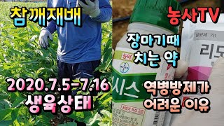 참깨재배, 장마기 때 치는 약, 올해 장마기가 길고 흐린 날이 많은 참깨 밭에 생육상태는?[농사TV]