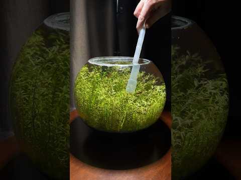 Water change for my freshwater shrimp ecosystem