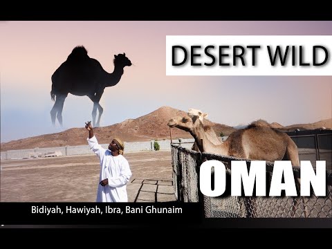 Desert Wild. Oman, Part 2 of 4