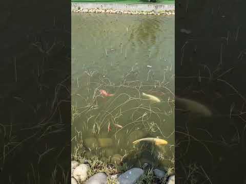 Lotus Ecological Pond-Zhunan Brewery-Taiwan Yuan Liquor Co., Ltd.