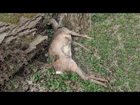 Die faszinierende Welt der Verwesung – Rehwild im Wald