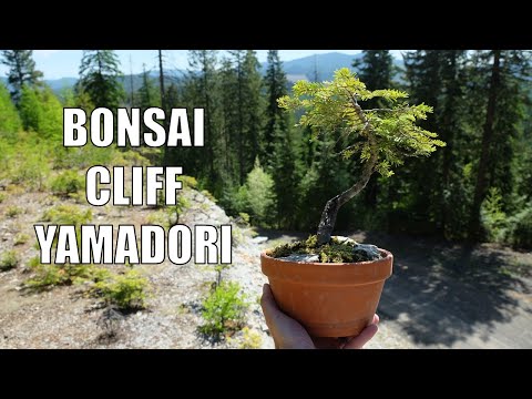 North American Yamadori: Collecting Two Trees for Bonsai in the Rocky Mountains