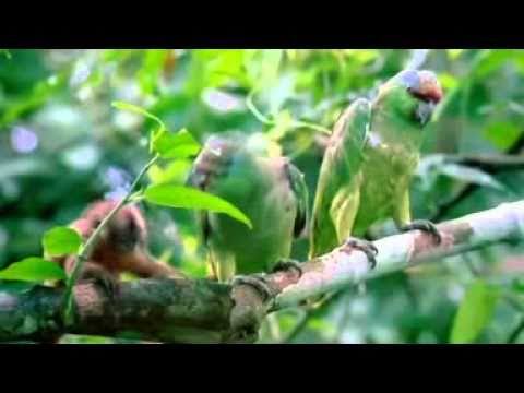 Paul_Trainer_feat_Antonia Lucas-Rise_Again-(original_mix)