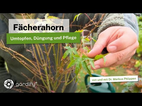 Repotting Japanese maple & perfect location: step-by-step instructions!