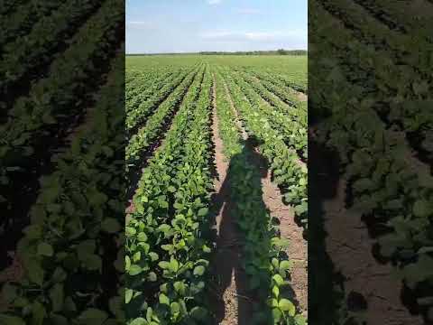 Entre Novo Oriente e Barra D’Alcântara: R.R Agronegócios inaugura nova fase do agronegócio regional