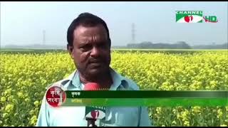 জাজিরাতে বাড়ছে সরিষার আবাদ