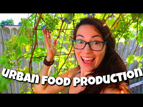 WHAT to grow on an URBAN HOMESTEAD | Homestead Dreaming