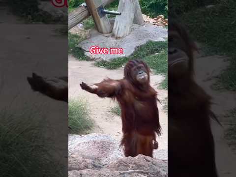Caught me off guard💀🙈 #petsoftiktok #funnyvideos #funny #animals #monkeys