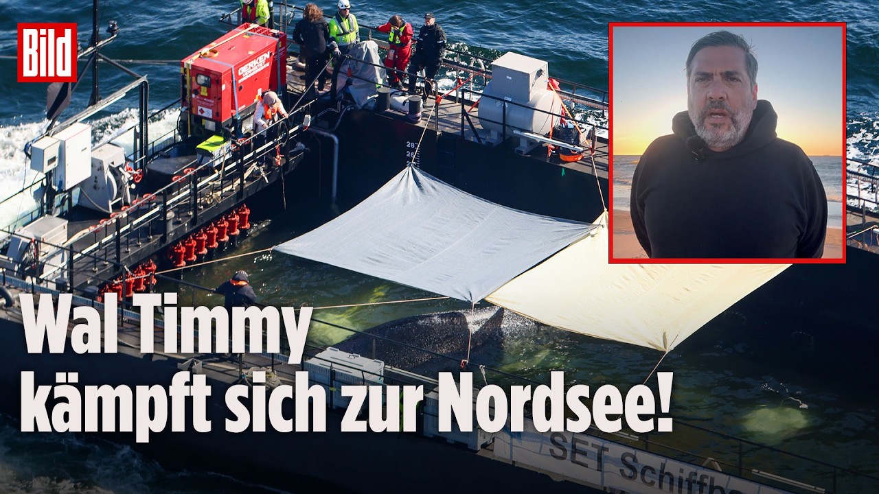 WAL TIMMY VOR SKAGEN: Dramatische Rückkehr in die Freiheit
