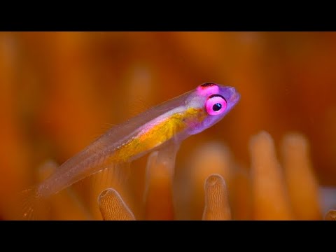Coral Triangle Critters – 5 - scuba diving video