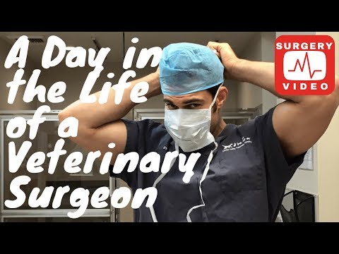 download lagu mp3 mp4 Uncommon Facts About Veterinarians, download lagu Uncommon Facts About Veterinarians gratis, unduh video klip Uncommon Facts About Veterinarians