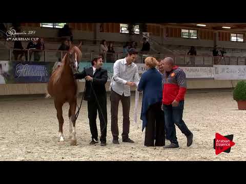 82 AL BAHHAR JFD Gold winner Senior Stallions championship