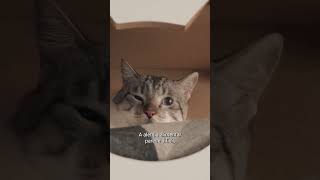 Nossos Pets: Alérgicos - Trailer