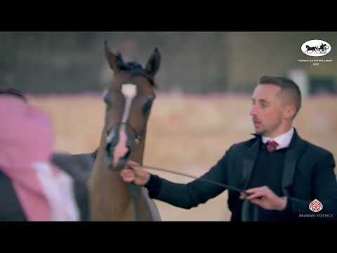 N 163 SH SALAH   Kuwait Egyptian Event 2022   Yearling Colts Class 4B