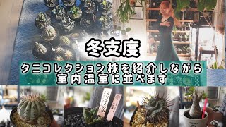 【🔰植物図鑑】サボテン アガベ ユーフォルビア コーデックス室内温室に50鉢 ケージに30鉢並べます動画207