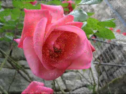 download lagu mp3 mp4 La Mlodie Des Roses, download lagu La Mlodie Des Roses gratis, unduh video klip La Mlodie Des Roses