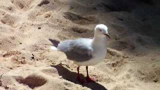 preview picture of video 'New Zealand Sea Gull'