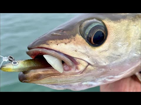 Lure fishing wrecks for Pollack Cod Bass hitting 20+ Pollack and doing the triple header
