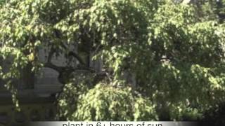 Malus Red Jade Weeping crabapple tree