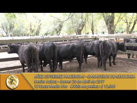 Venta de Vientre-Añez Gutiérrez Hacienda S.A - Ganaderos de Necochea S.A. - B.Juárez