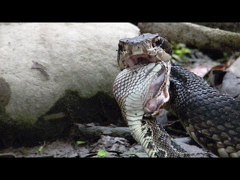 Cottonmouth vs Rattlesnake 04 - Cottonmouth Kills & Eats Rattlesnake - Time Lapse